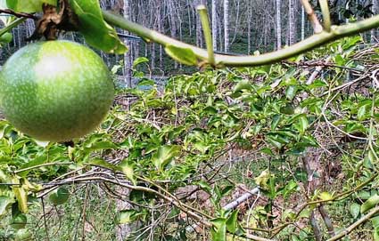 പച്ചക്കറിത്തോട്ടത്തിലൊതുങ്ങില്ല ഇൗ കൃഷിയിടം